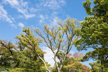 park in osaka castle