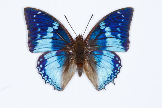 Western blue charaxes butterfly, isolated on white