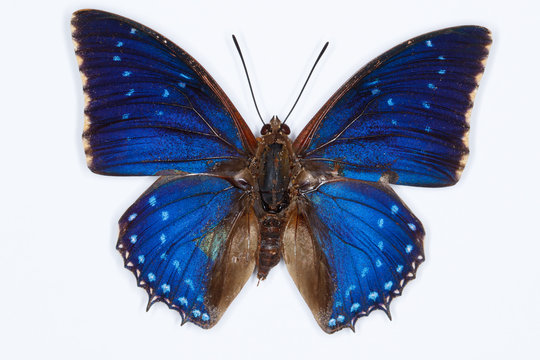 Common blue charaxes butterfly, isolated on white