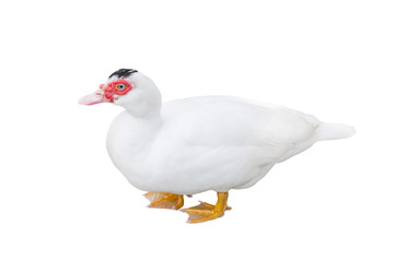 White duck isolated over white background
