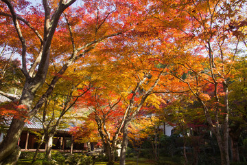 Naklejka premium Autumn colour in Kyoto Temple