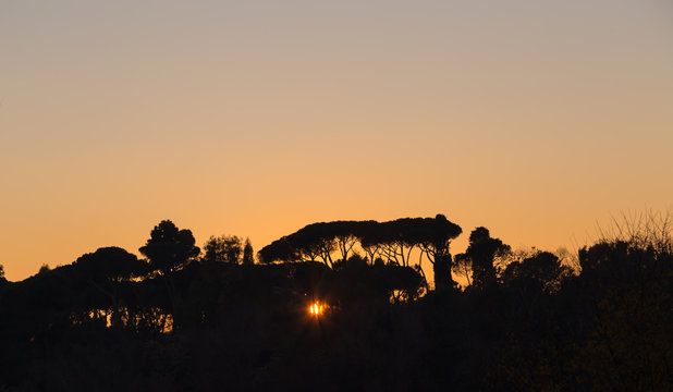 B&auml;ume beim Sonnenuntergang im Gegenlicht in Rom