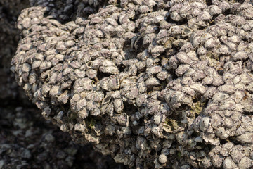 Oyster shells on rock, Phang Nga - Thailand.