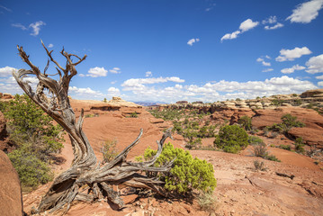 Wild landscape in Canyonlands National Park, Utah, USA.