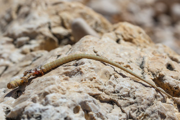 Schwanz einer Eidechse