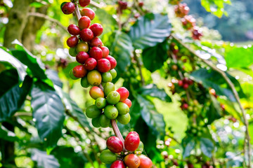 Coffee beans on tree