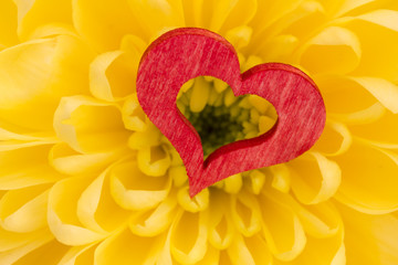 ein rotes Herz liegt auf einer Chrysantheme