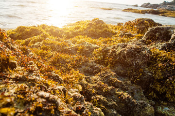 Rocks and seaweed (Sargassum sp.), Phang Nga - Thailand.