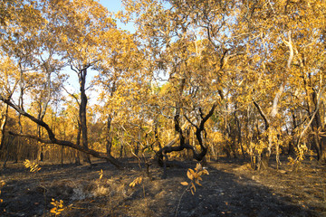 Wildfire destroyed National Park area