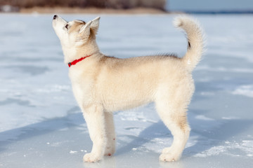 Siberian Husky puppy