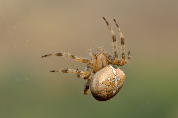 spider in natural habitat