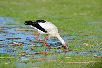 stork (ciconia ciconia)