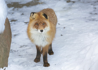 Рыжая лисица