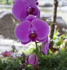 Naklejka na ściany i meble orchids,orchids purple in garden