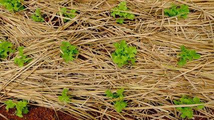 farming cabbage