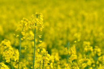 rapeseed field in spring