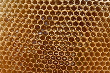 Fragment of honeycomb with full cells