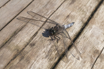 Dragon-fly sitting on a wooden plank