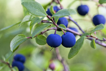 Blueberry bush, close-up