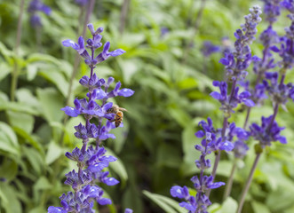 Lavender flower with bee in the garden