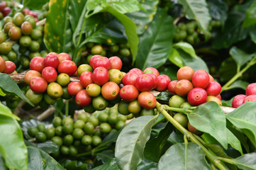 Coffee beans ripening on a tree.