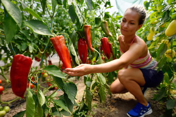 Woman picking fresh peppers