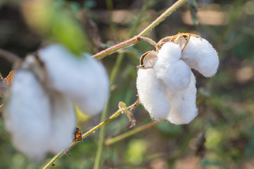 Close-up of Ripe cotton bolls on branch