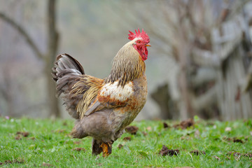 colorful rooster on field