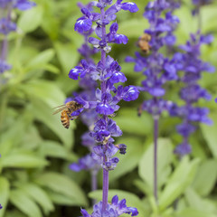 Lavender flower with bee in the garden