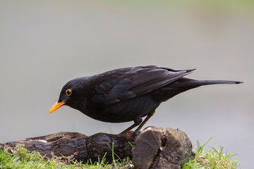 Common blackbird (Tordus Merula), Italy