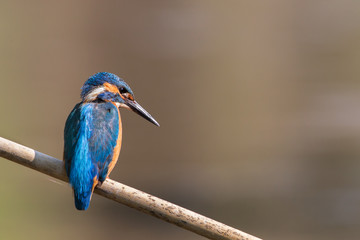 Kingfisher (Alcedo atthis), Italy