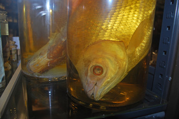 Zoologisches Museum
