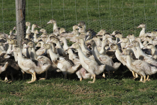 ELEVAGE DE CANARDS MULARDS