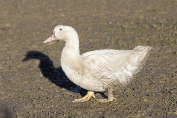 ELEVAGE DE CANARDS MULARDS