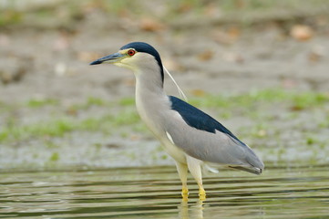 grey heron in natural habitat (ardea cinerea)