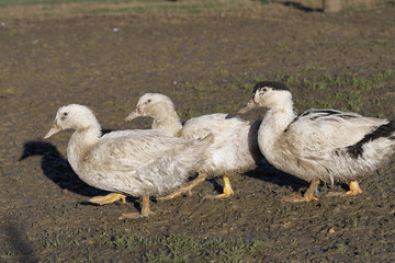 ELEVAGE DE CANARDS MULARDS