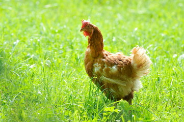 hen on field