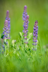 flowers on  field in summer