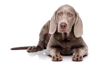 Fototapeta premium Weimaraner dog isolated on white