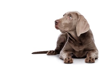 Weimaraner dog isolated on white