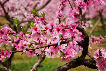 The beautiful blooming peach flower in spring
