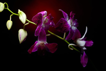 Fototapeta na wymiar orchid branch with water drops on it