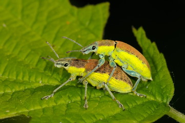 bugs on green leaf