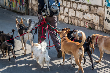dog walker in the street with lots of dogs