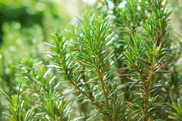 close up of  green rosemary leaves in agriculture plantation wit