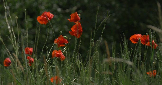 Red Poppies, Papaver, Flowers Closeup, Field