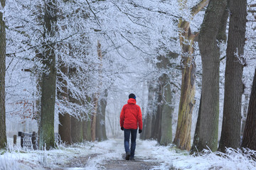 Fototapeta premium Man in red jacket walking alone in a lane of trees with hoarfrost on a cold winter morning.