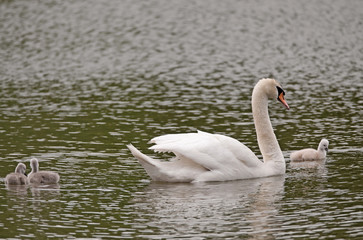   Familie Schwan 