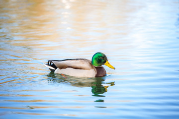 Stockenten auf Wasser