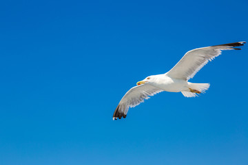 Big seagull in sky